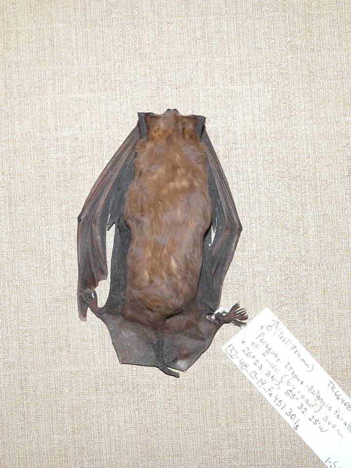 FIGURE 1 FIGURE 1